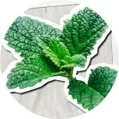 Bio-based Menthol